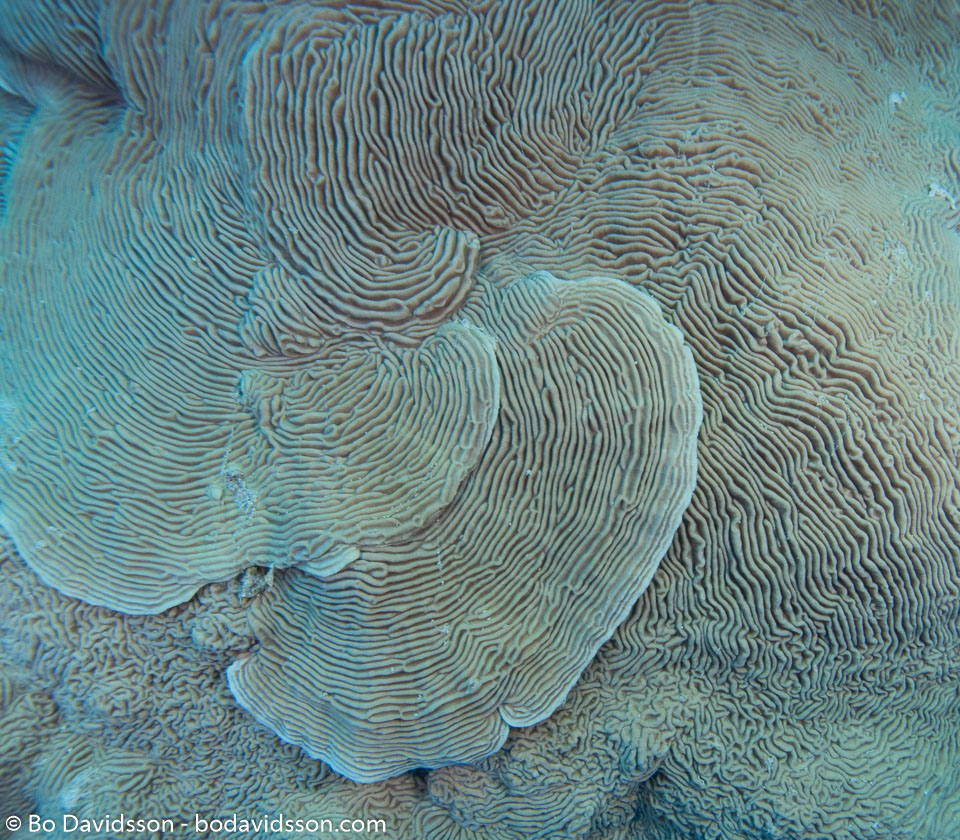 BD-090406-St-Johns-4062796-Pachyseris-speciosa-(Dana.-1846)-[Serpent-coral].jpg
